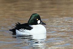 Common Goldeneye